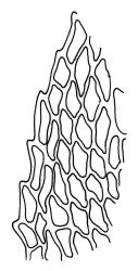 Cratoneuron filicinum, laminal cells at shoulder of stem leaf. Drawn from G.O.K. Sainsbury s.n., 26 Dec. 1950, WELT M013626.
 Image: R.C. Wagstaff © Landcare Research 2014 